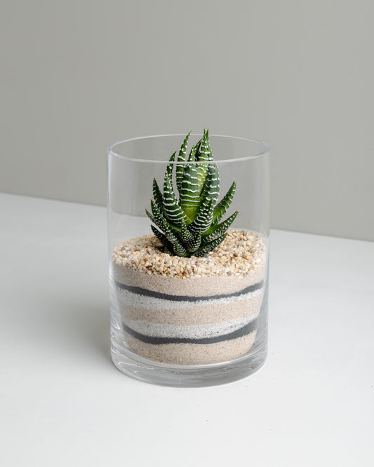 Haworthia 'Zebra', Tiered Sand Vessel