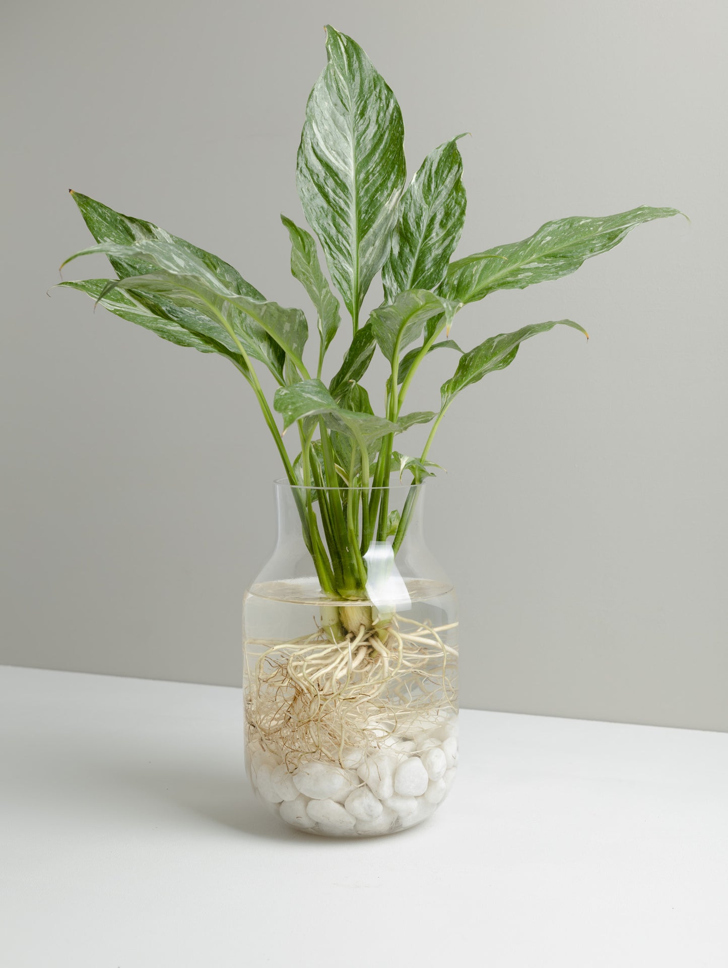 Spathiphyllum, Domino Hydroponic