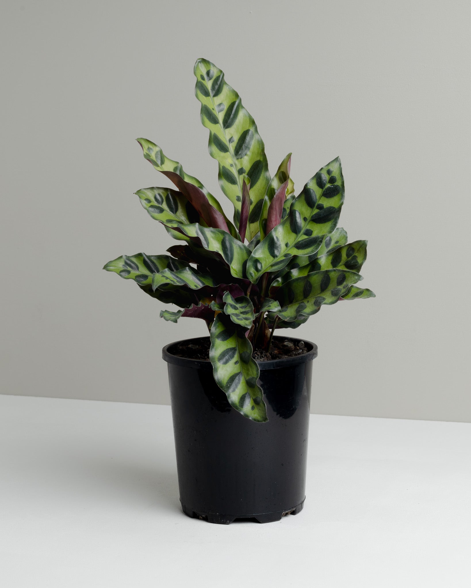 calathea plant pot size Calathea Insignis, Rattlesnake (120mm Pot Size)