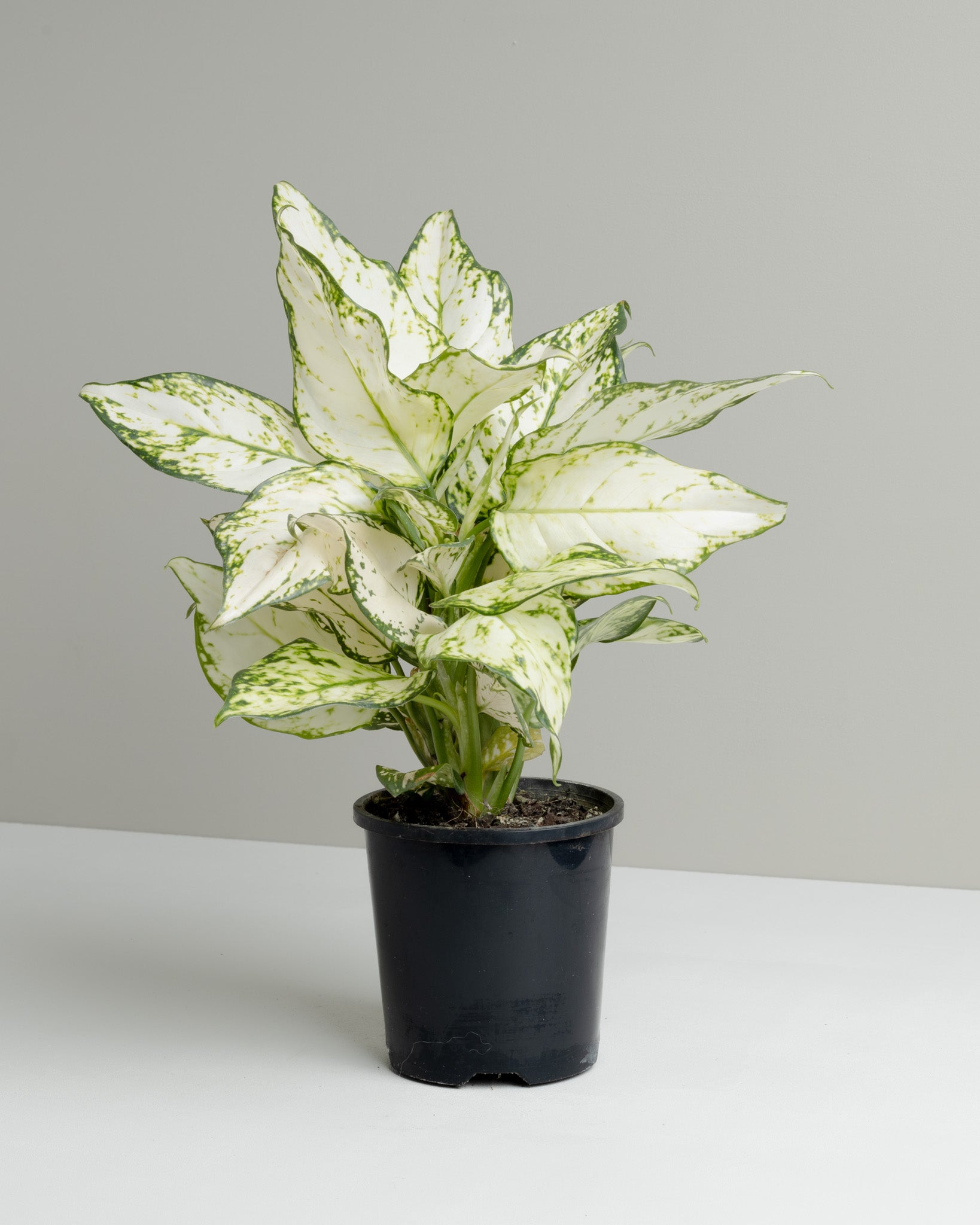 aglaonema brisbane Aglaonema, Pure White (100mm pot)