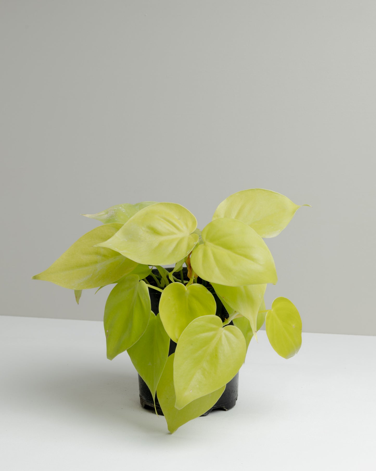 Philodendron Cordatum, Neon Green (120mm pot size)