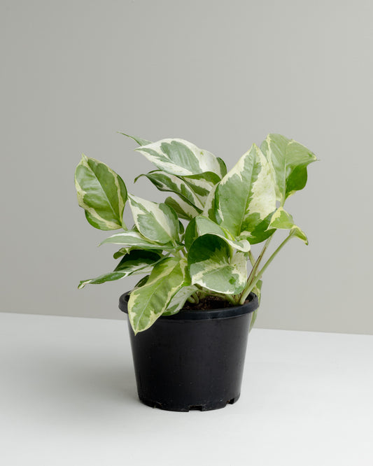Pothos, Snow Queen (130mm Pot Size)