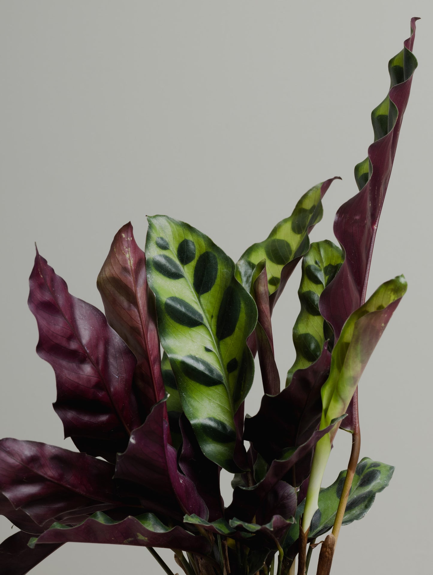 Calathea Insignis, Rattlesnake (120mm Pot Size)