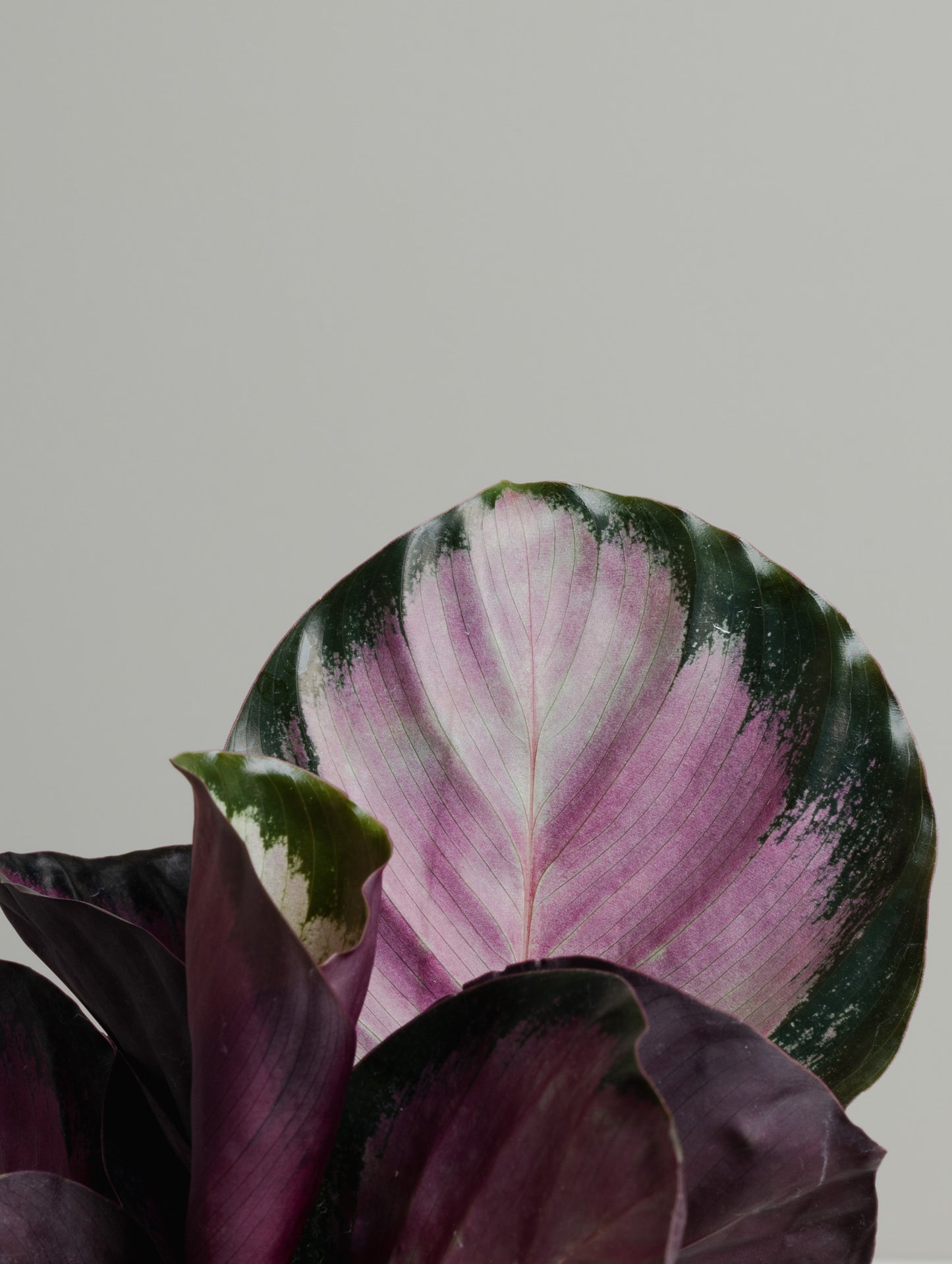 Calathea Roseopicta, 'Rosy' (130mm Pot Size)