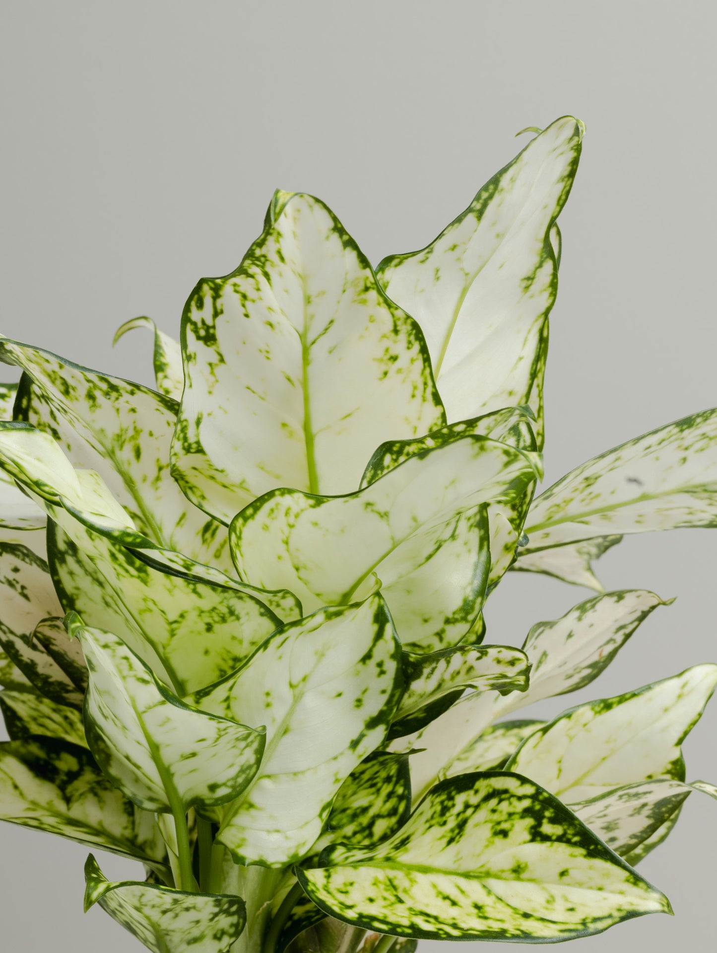 Aglaonema, Pure White (100mm pot)