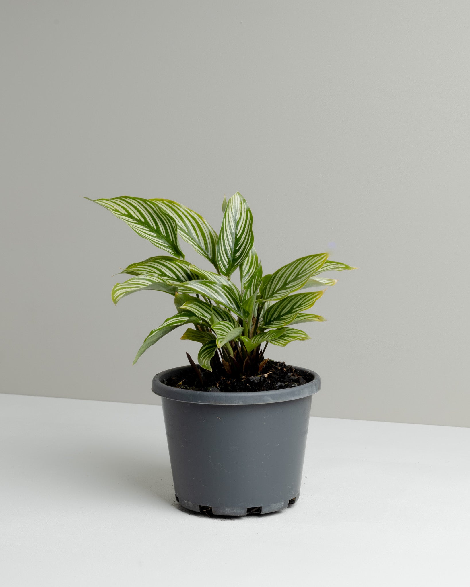calathea plant pot size Calathea Vittata (130mm Pot Size)