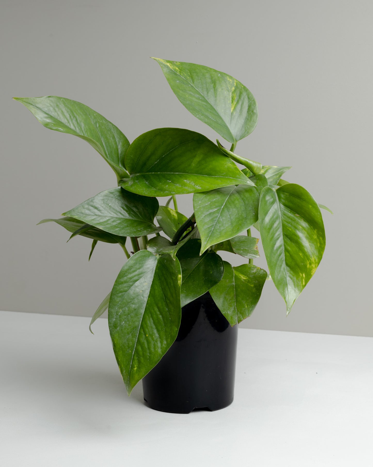 Pothos, Devil's Ivy (120mm Pot Size)