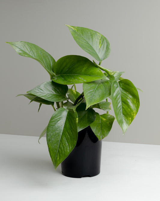 Pothos, Devil's Ivy (120mm Pot Size)