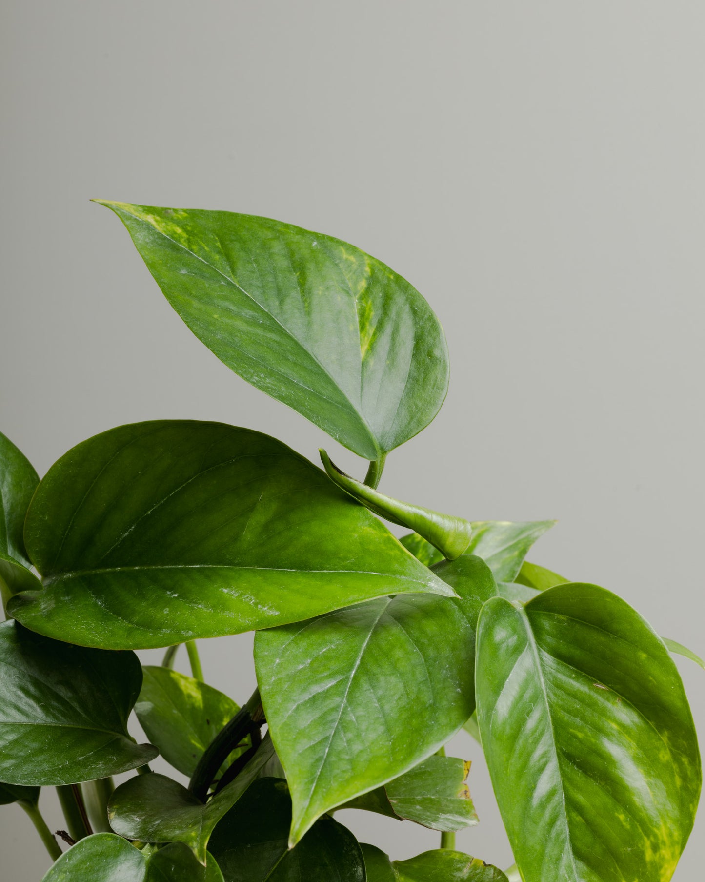 Pothos, Devil's Ivy (120mm Pot Size)