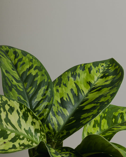 Homalomena Camouflage, Wallisii (130mm Pot Size)
