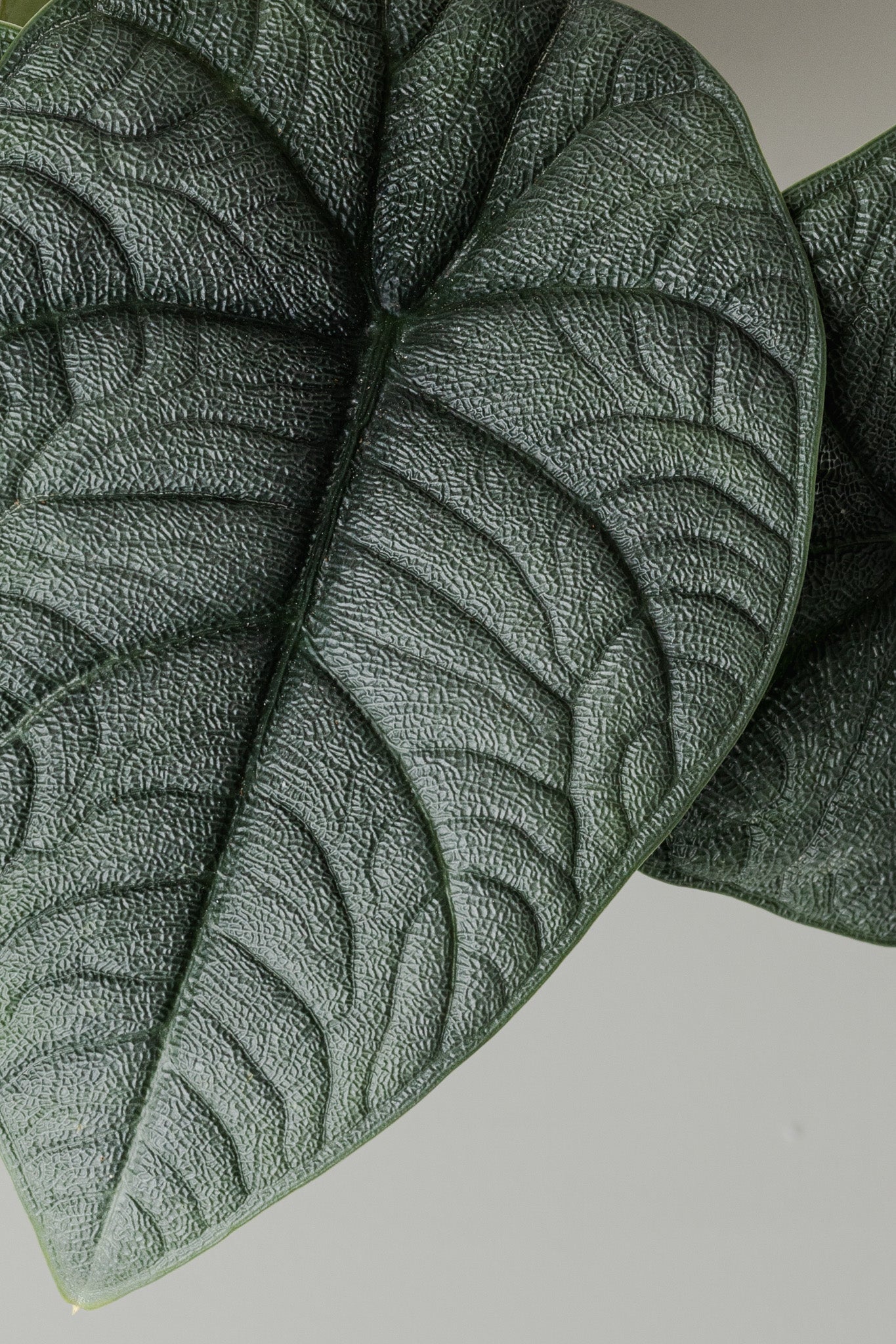 Alocasia rugosa, Melo(90mm Pot Size)