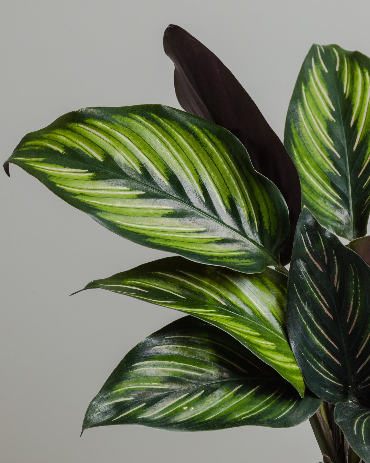 Calathea, Beauty Star (90mm Pot Size)