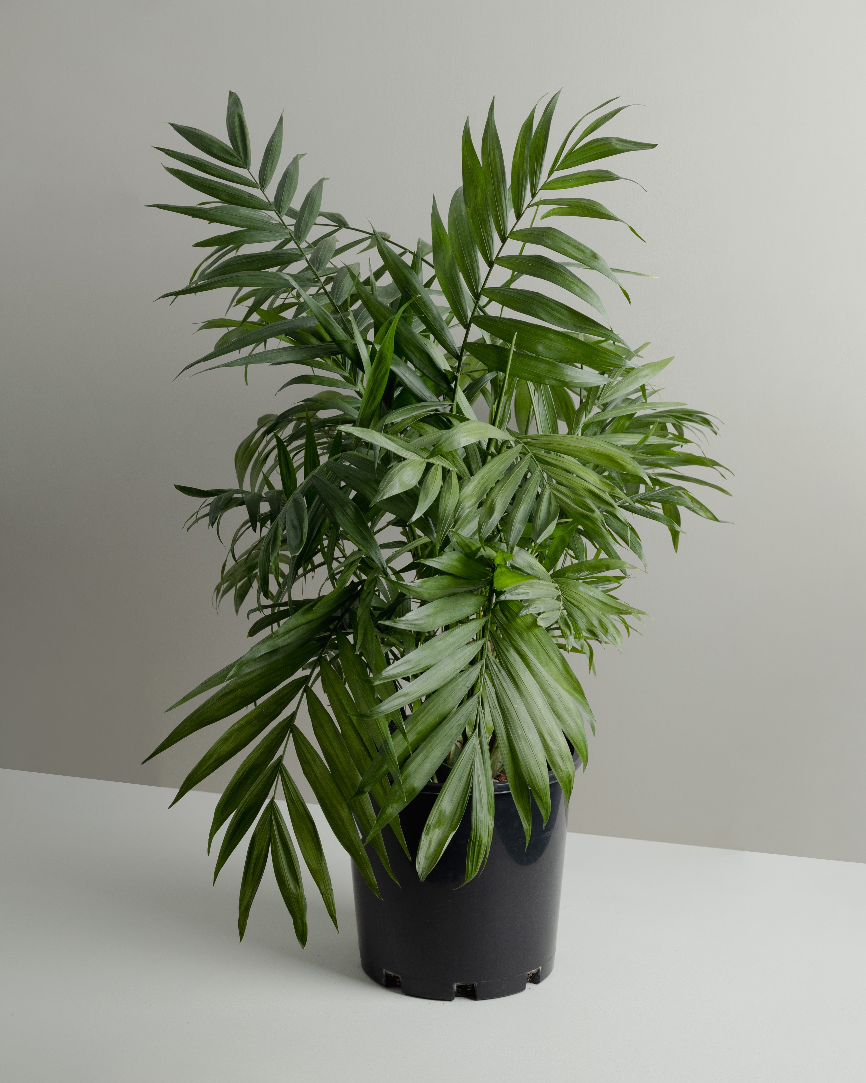 parlor palm pot size Parlor Palm (200mm Pot Size) – Little Fox Lane