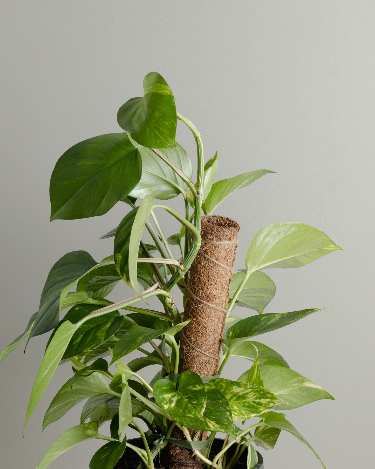 Pothos Totem Pole (200mm Pot)