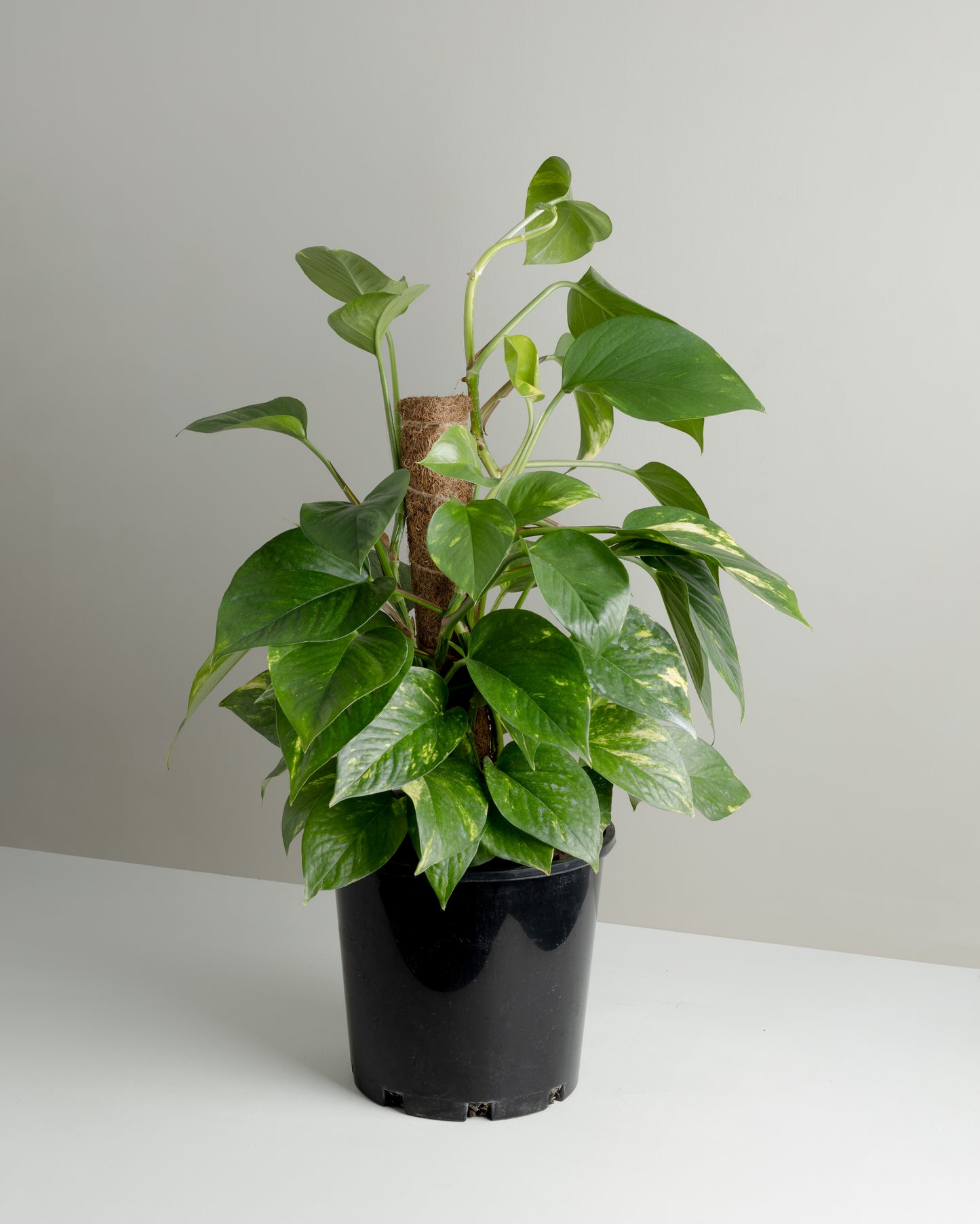 Pothos Totem Pole (200mm Pot)