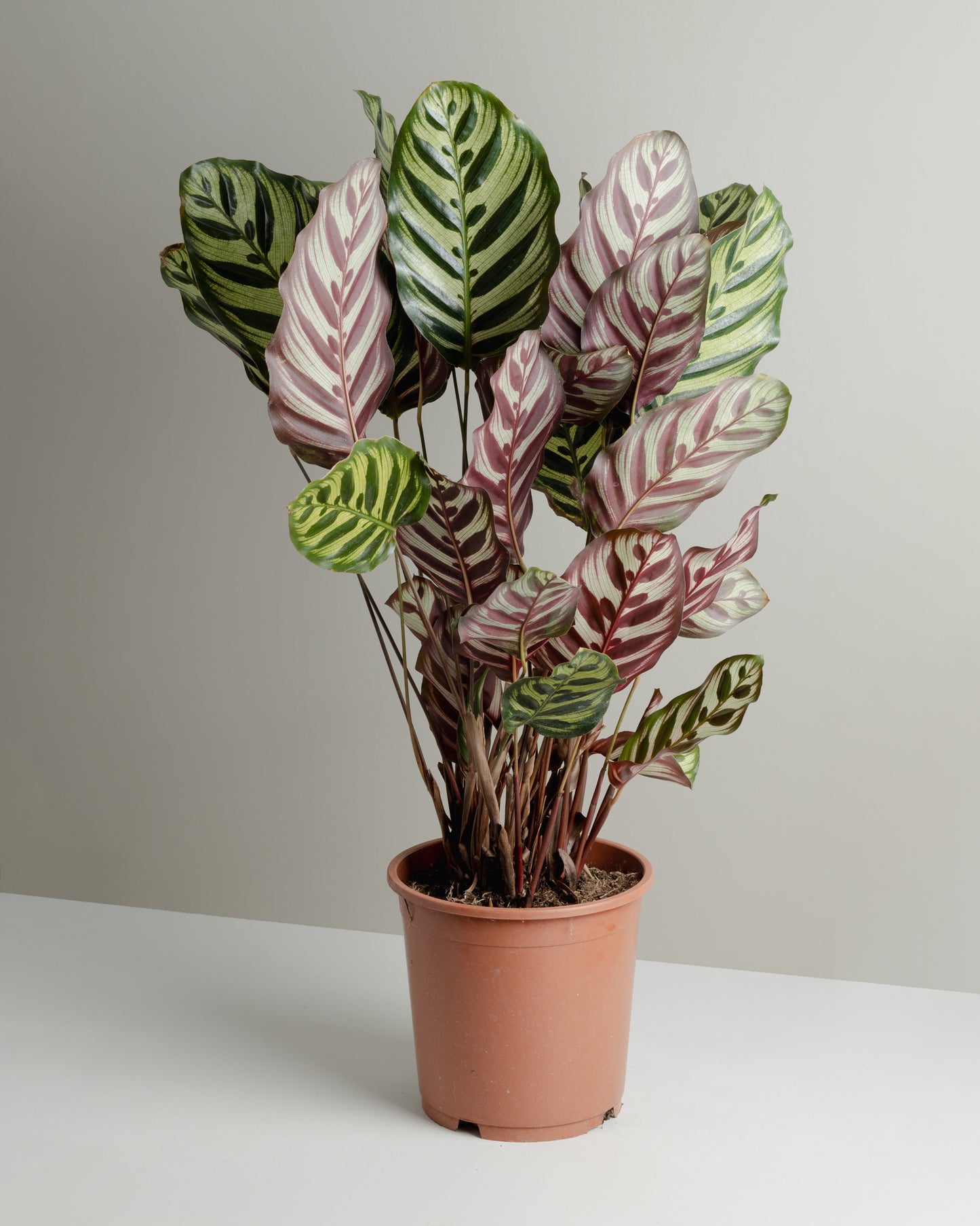 Calathea Makoyana (200mm pot size)