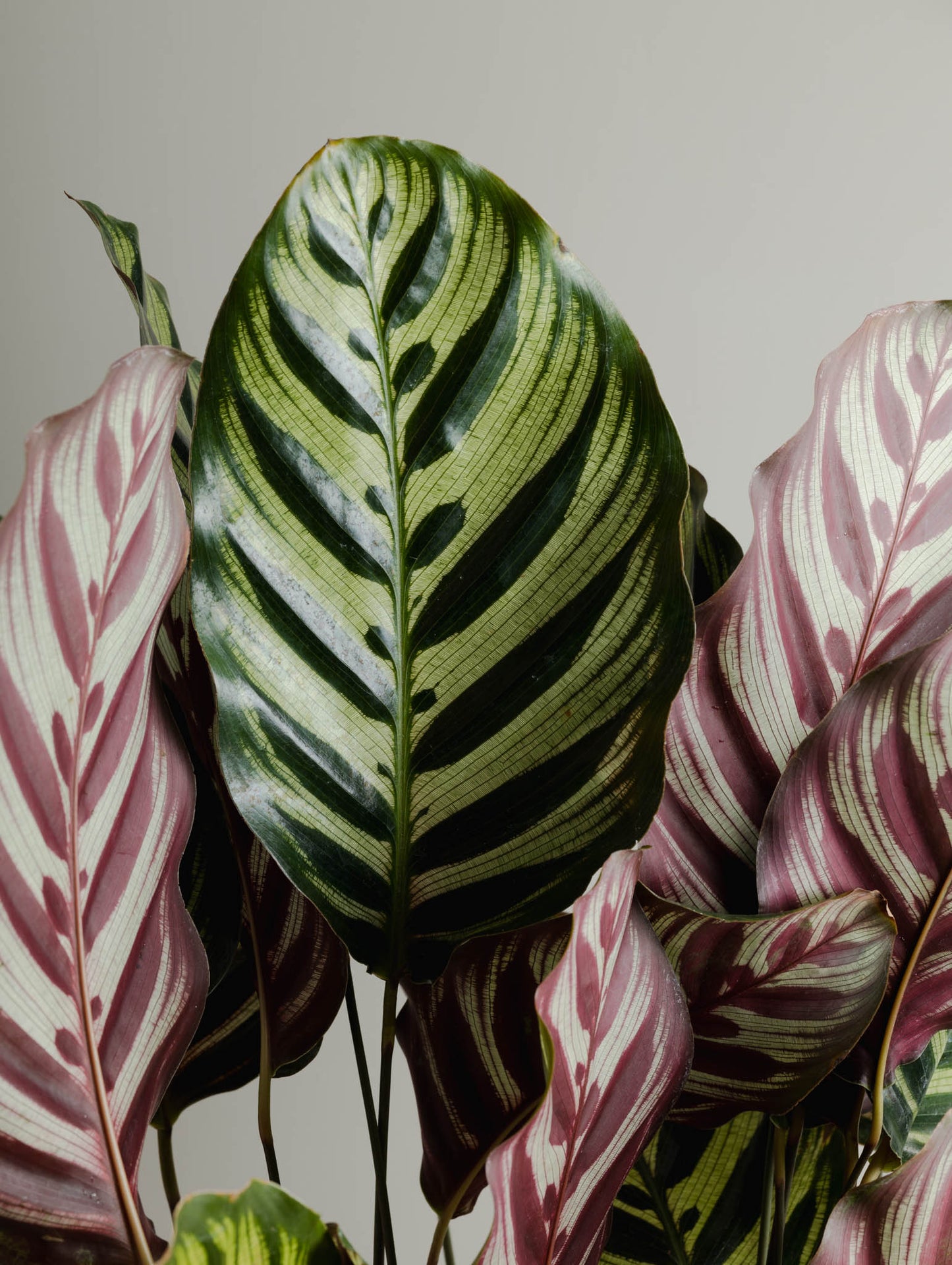 Calathea Makoyana (200mm pot size)