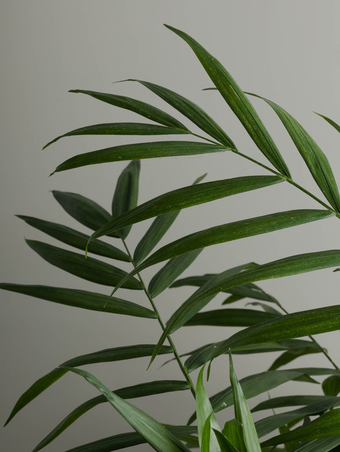 Parlor Palm (200mm Pot Size)