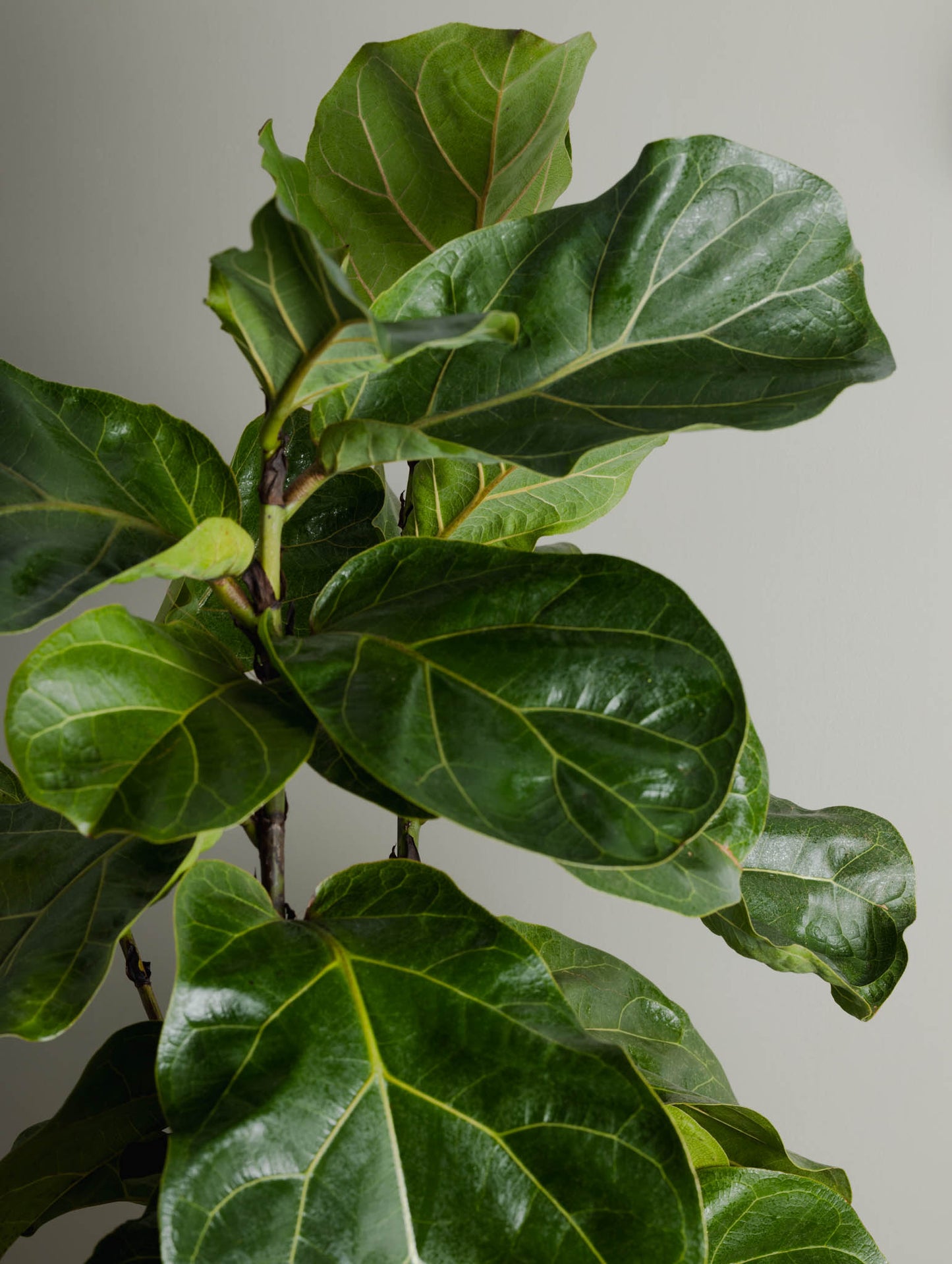 Fiddle Leaf Fig, Bambino (200mm Pot Size)