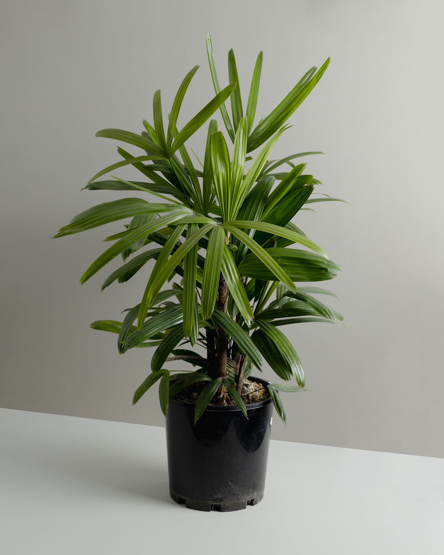 Rhapis Palm (200mm Pot Size)