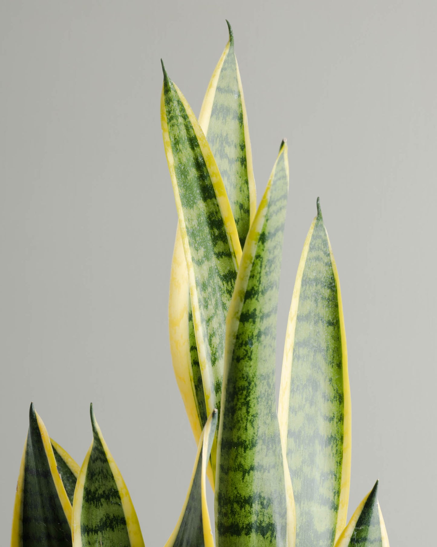 Sansevieria (250mm Pot Size)