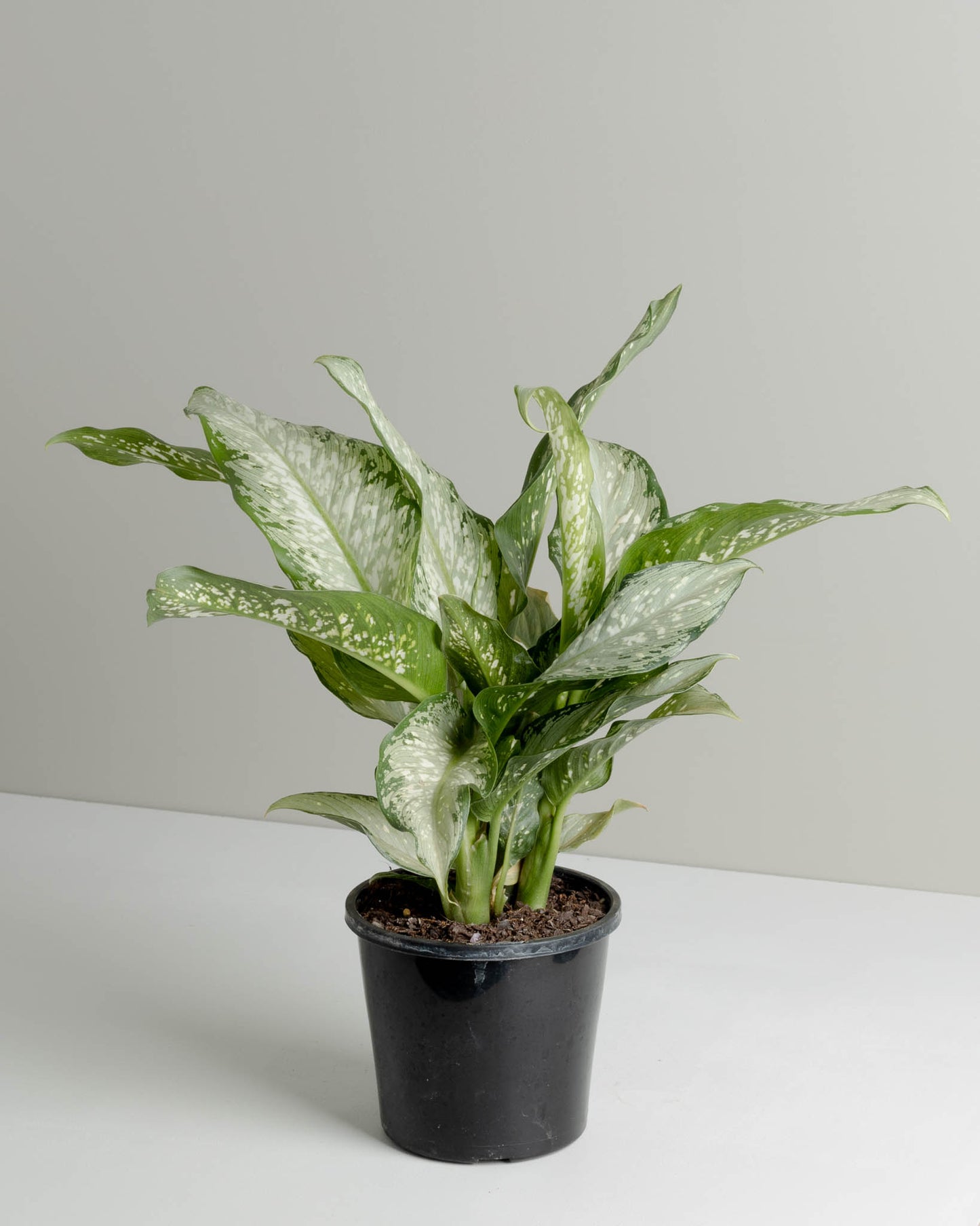 Dieffenbachia, Trop Tiki (130mm pot size)