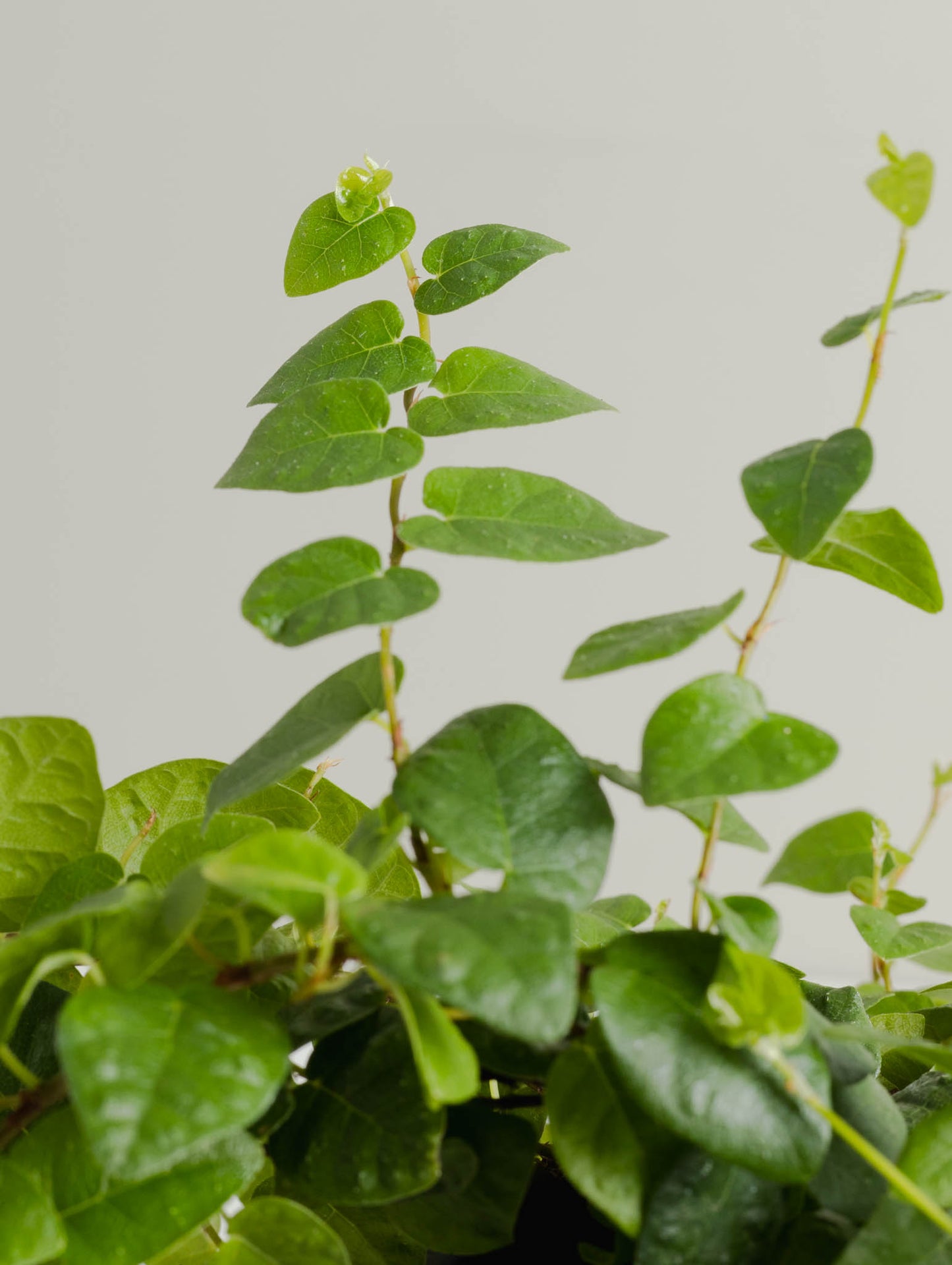 Ficus Pumila, Creeping Fig (130mm pot size)