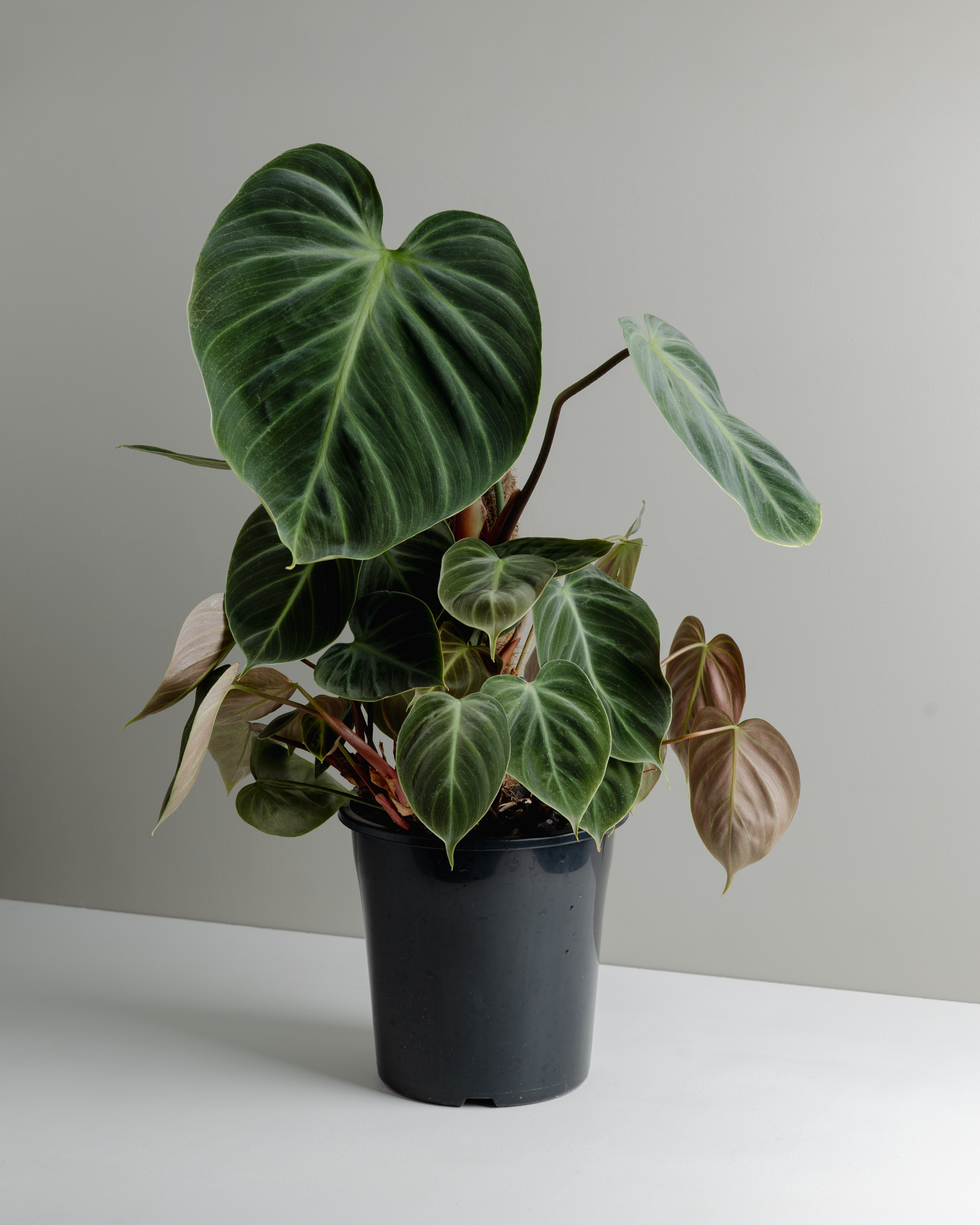ku pteleopsis philodendron Philodendron El Choco Red (180mm Pot) – Little Fox Lane