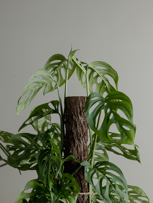 Monstera Adansonii (Swiss cheese, 200mm Pot)