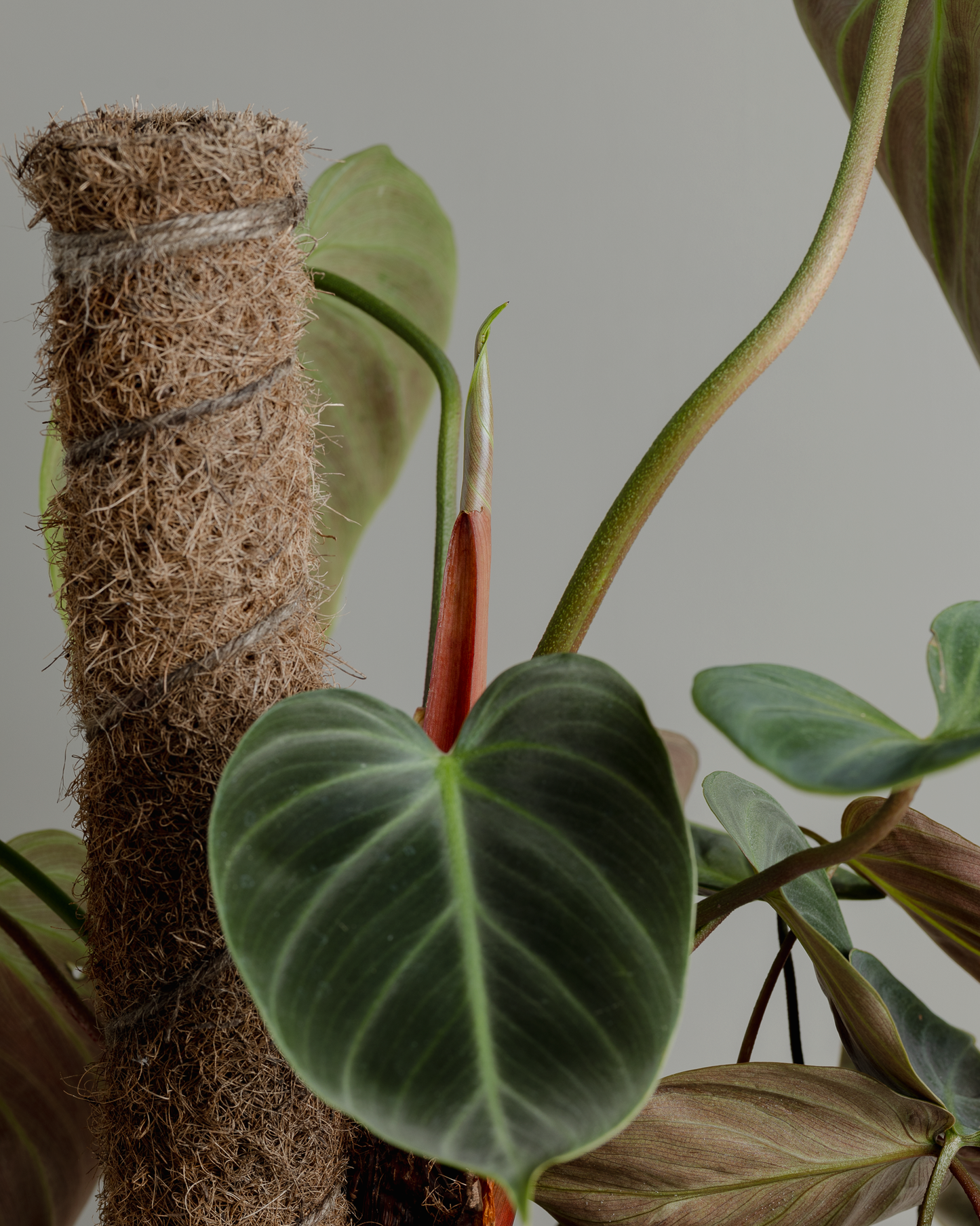 Philodendron El Choco Red (180mm Pot)