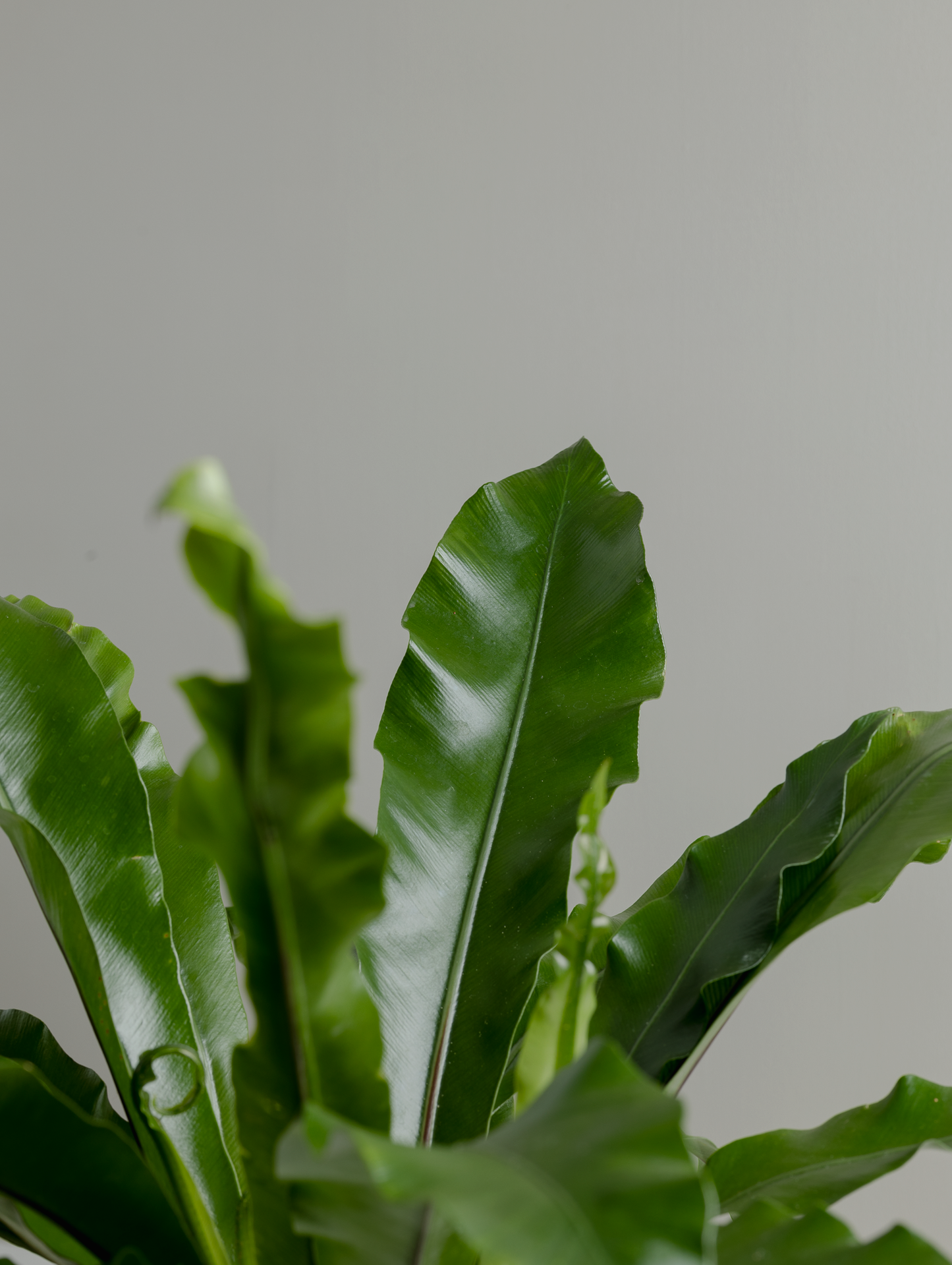 Asplenium (130mm pot size)