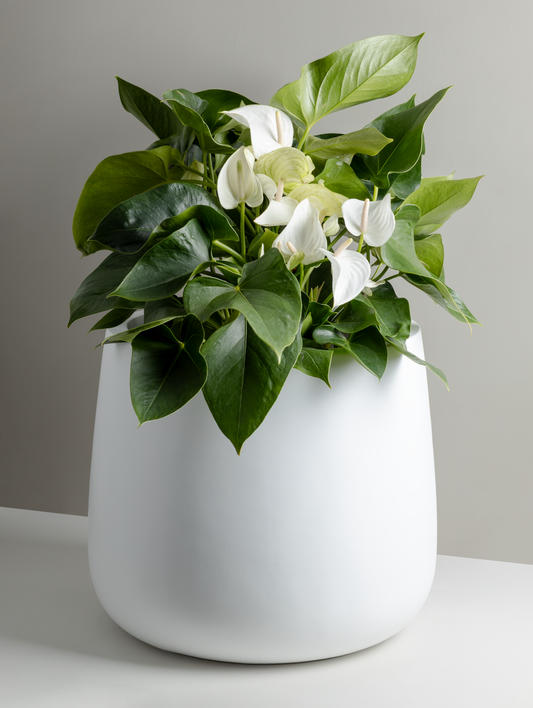 Anthurium andraeanum, White Sierra (300mm pot)