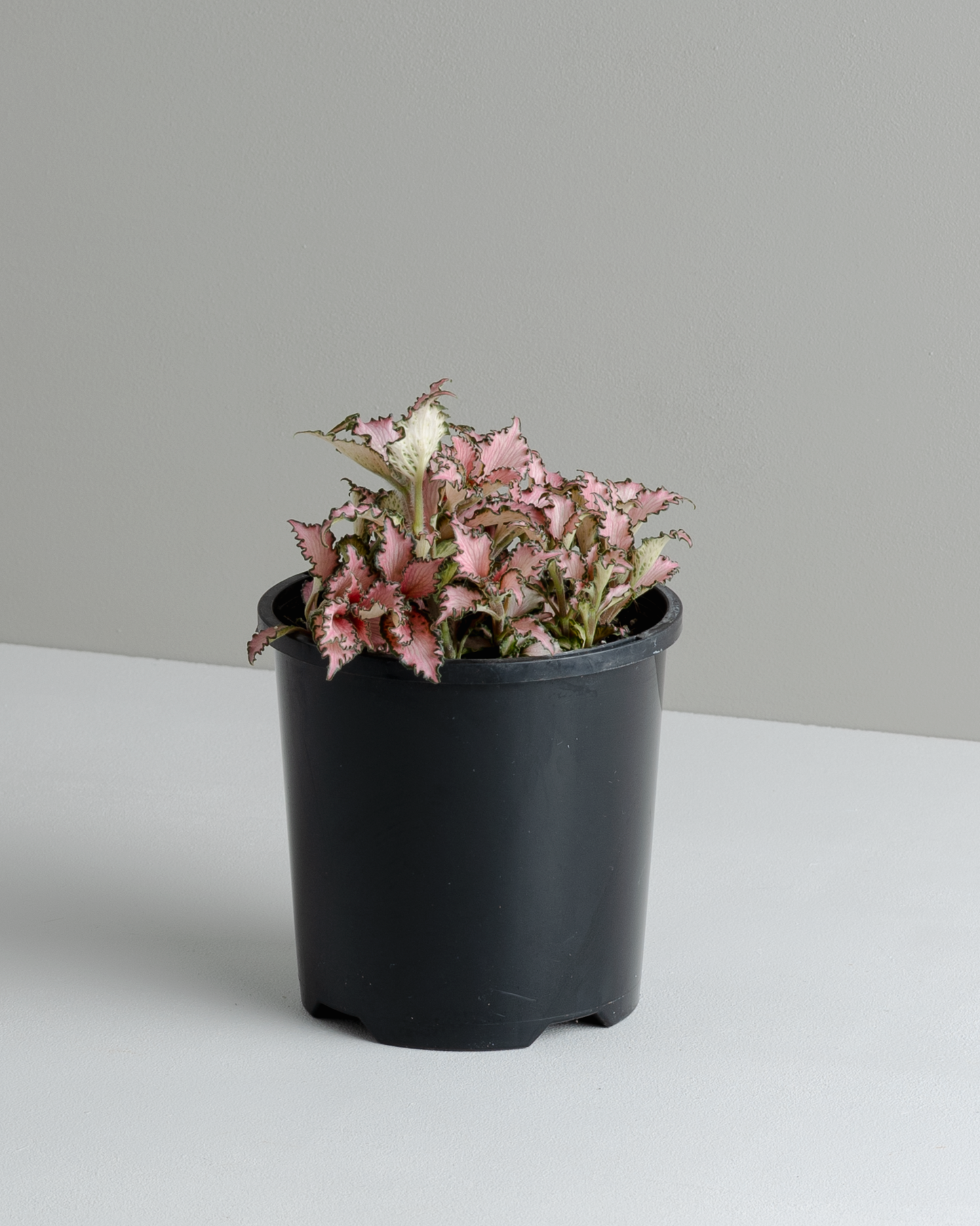 Fittonia 'Pinky' (100mm pot size)