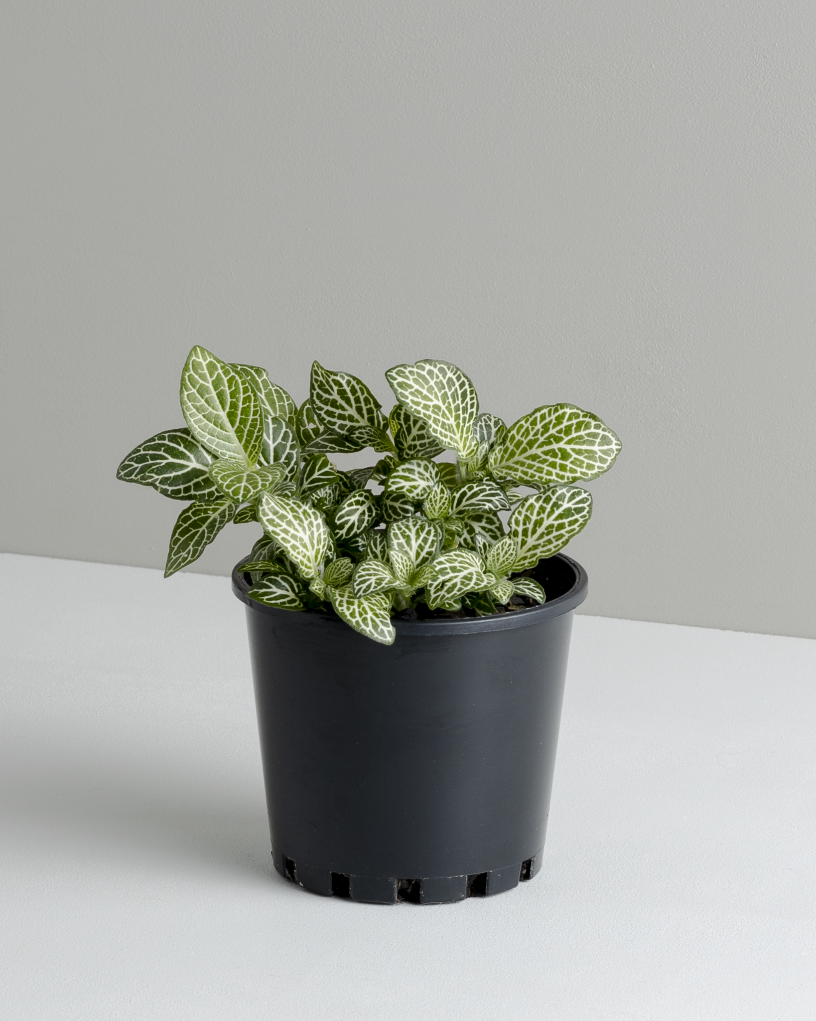 nerve plant pot size Fittonia 'White' (100mm pot size)