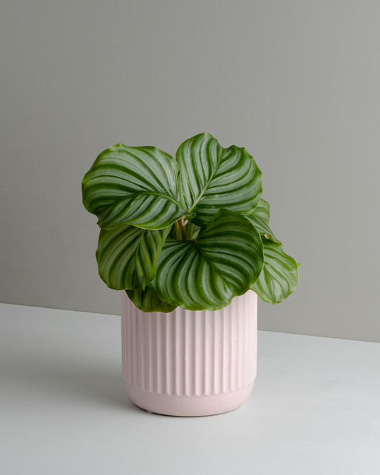 Calathea Orbifolia (90mm Pot size)
