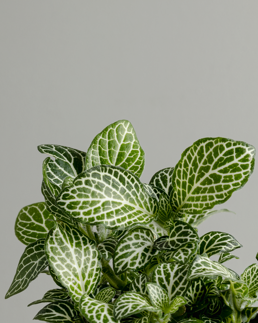 Fittonia 'White' (100mm pot size)