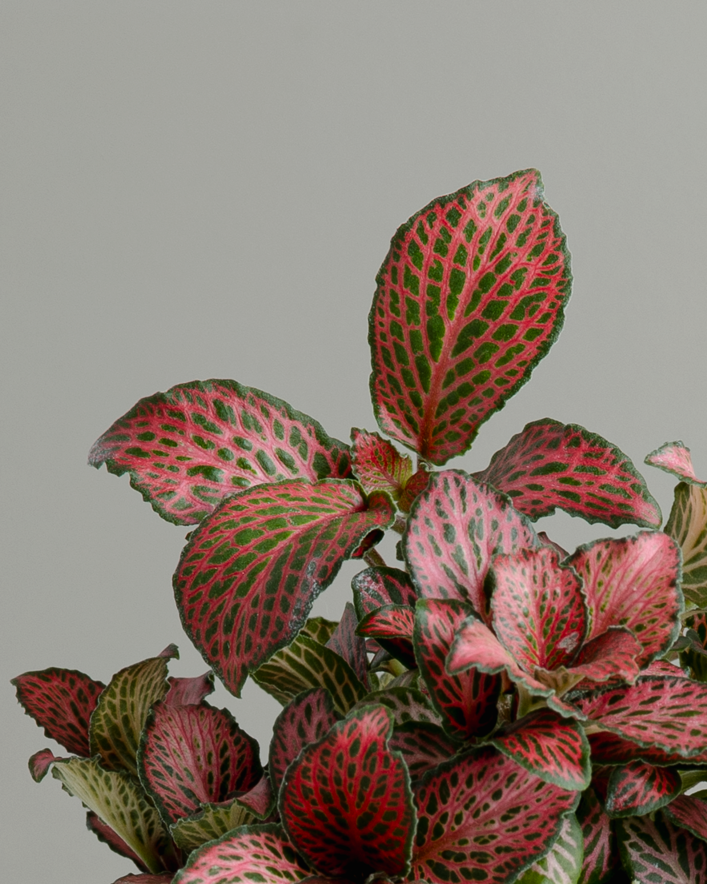 Fittonia 'Red Cloud' (100mm pot size)