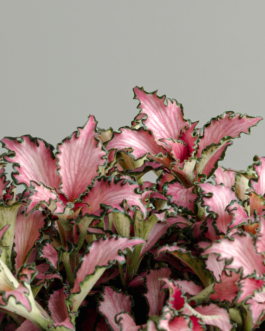 Fittonia 'Pinky' (100mm pot size)