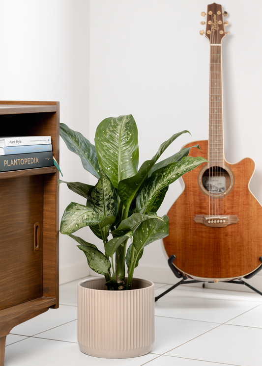 dieffenbachia, memoria corsii in beige indoor pot plant.