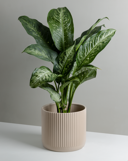 Dieffenbachia, Memoria corsii (180mm Pot Size)
