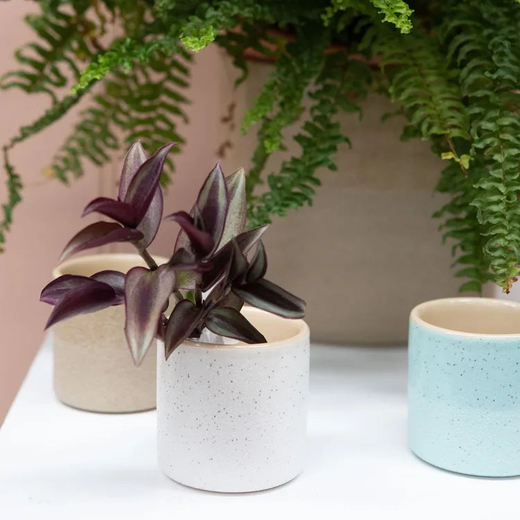 Capri Planter Clay (120mm pot size)