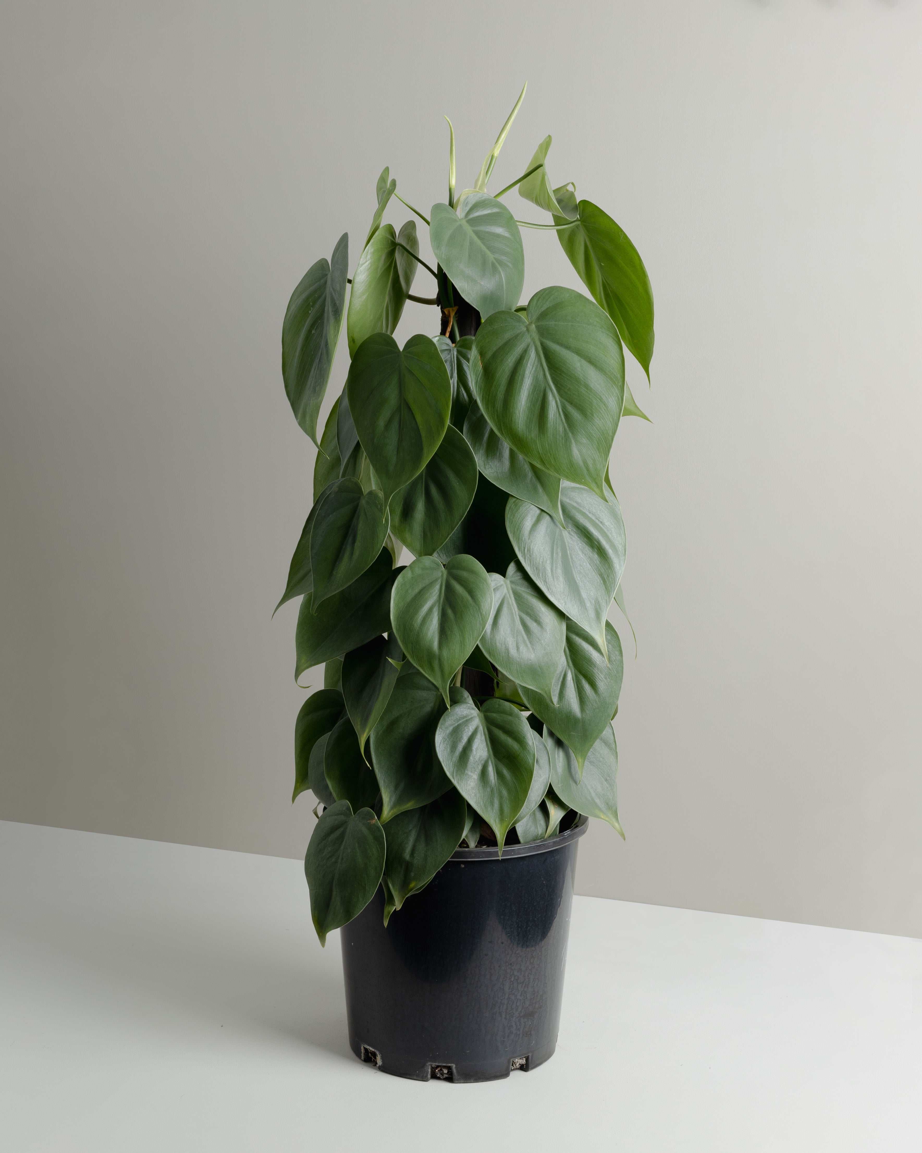 philodendron cortum Philodendron Cordatum, totem pole (200mm pot size) – Little Fox Lane