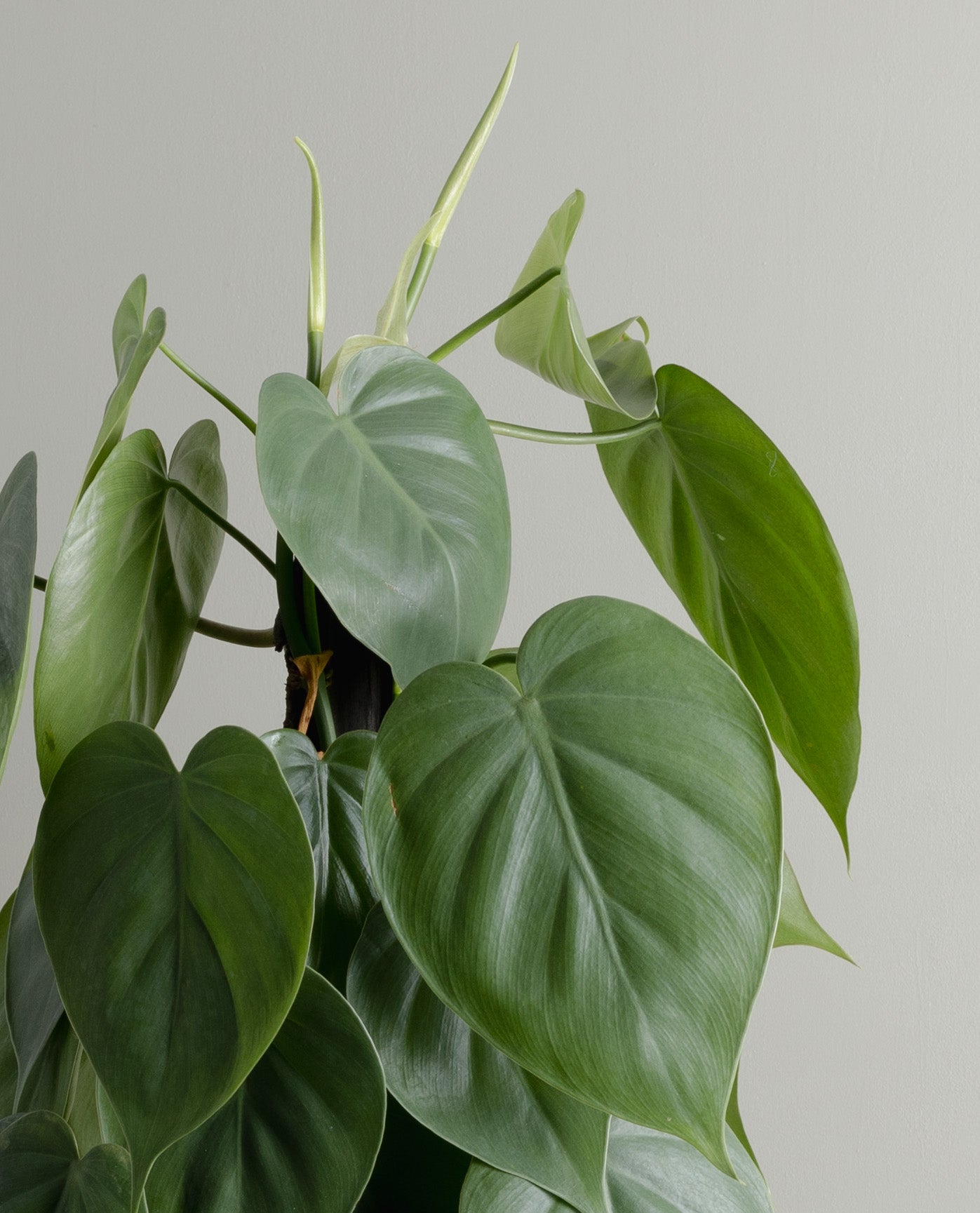 Philodendron Cordatum, totem pole (200mm pot size)