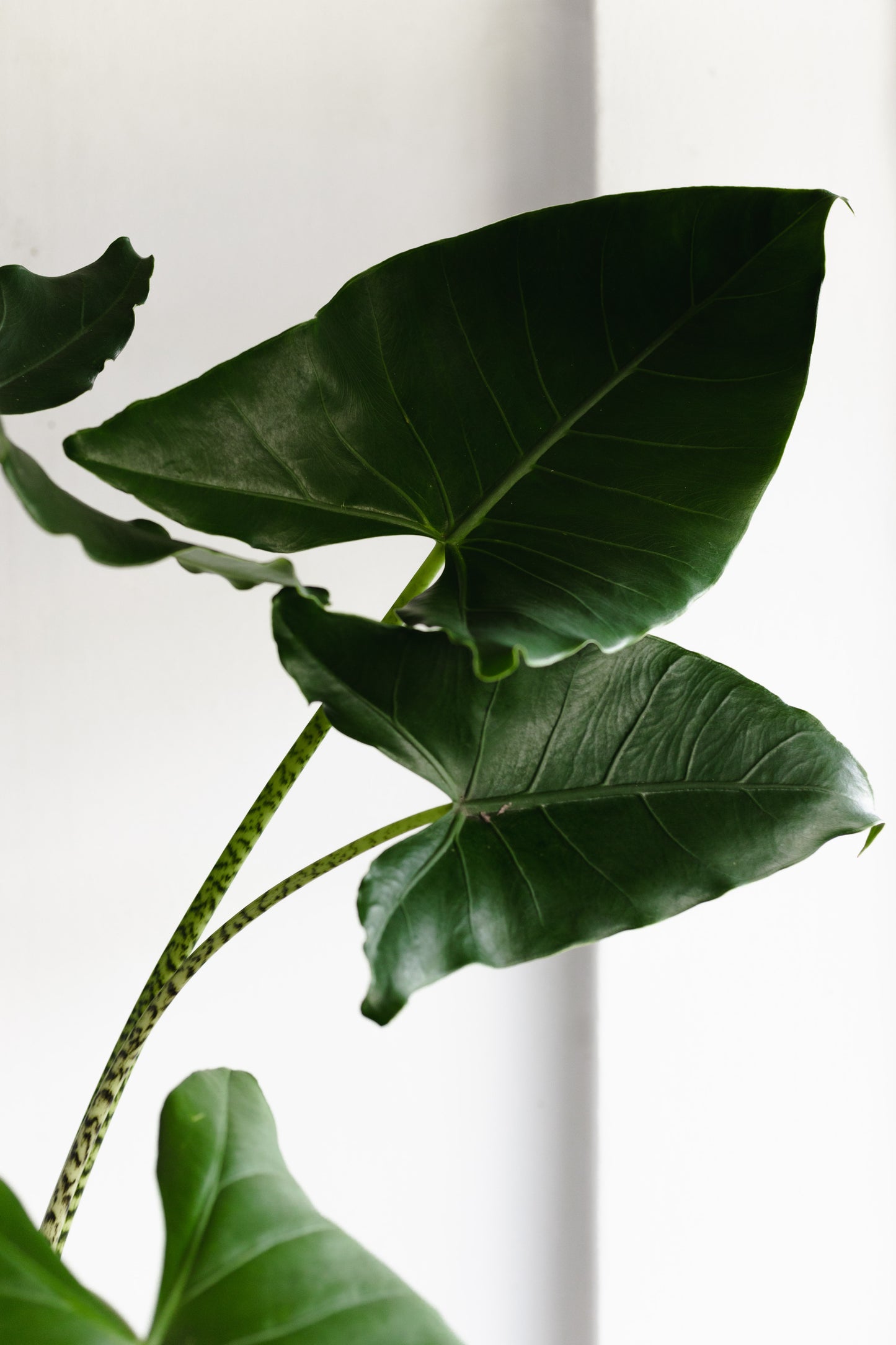 Alocasia Zebrina (210mm Pot size)
