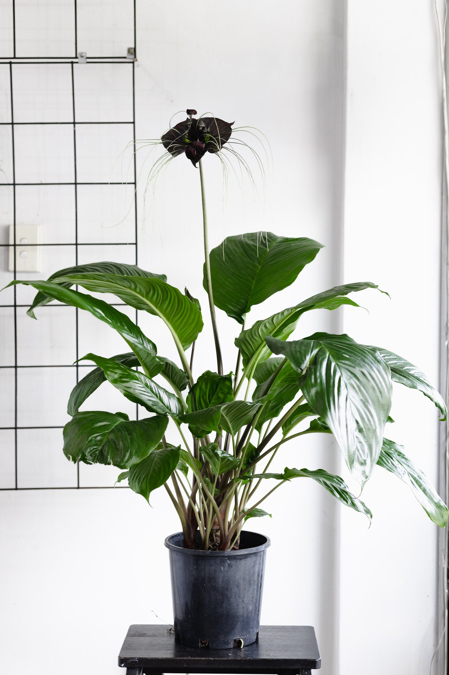 Bat Plant (250mm Pot size)