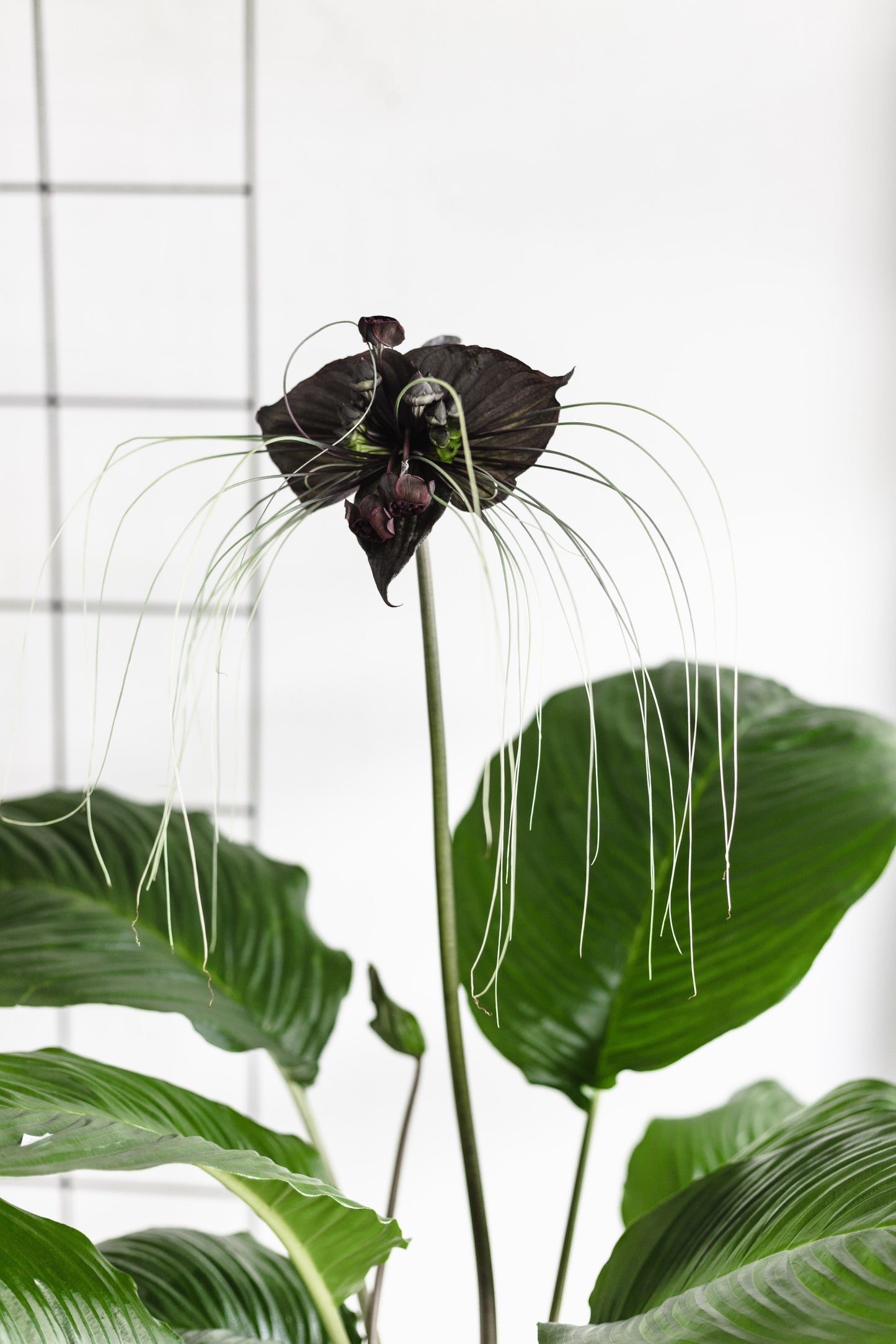 Bat Plant (250mm Pot size)