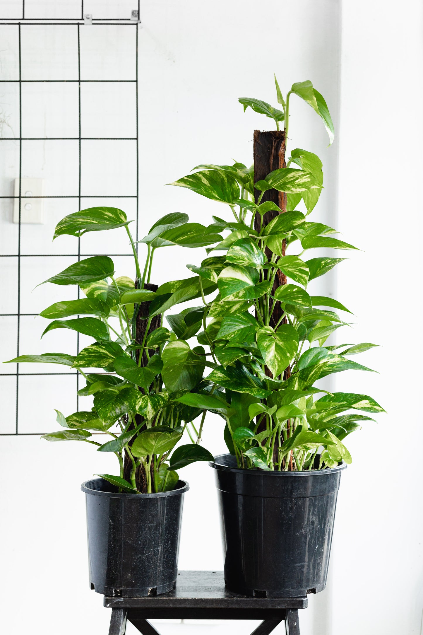 Pothos Totem Pole (250mm Pot)