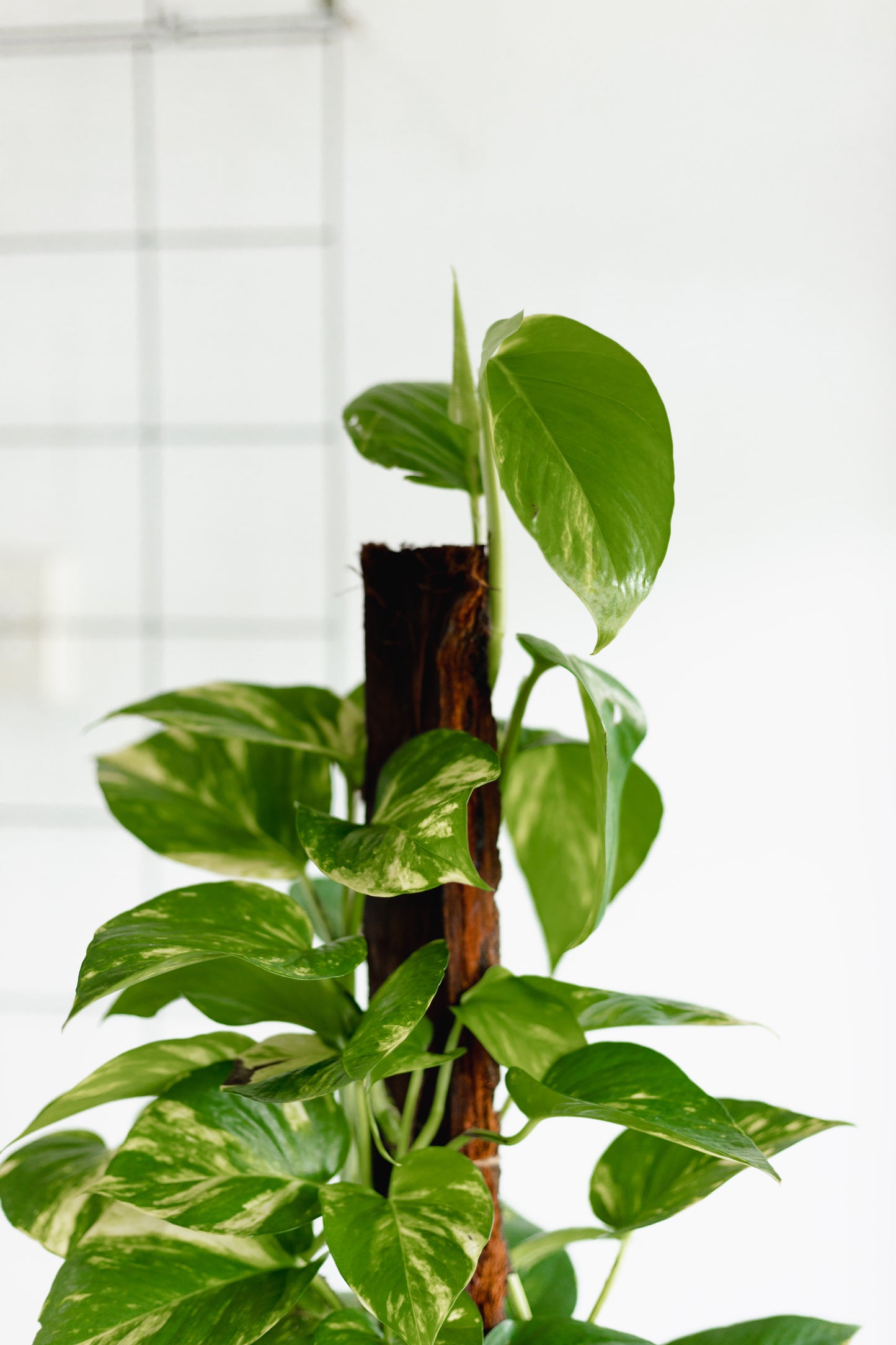 Pothos Totem Pole (200mm Pot)