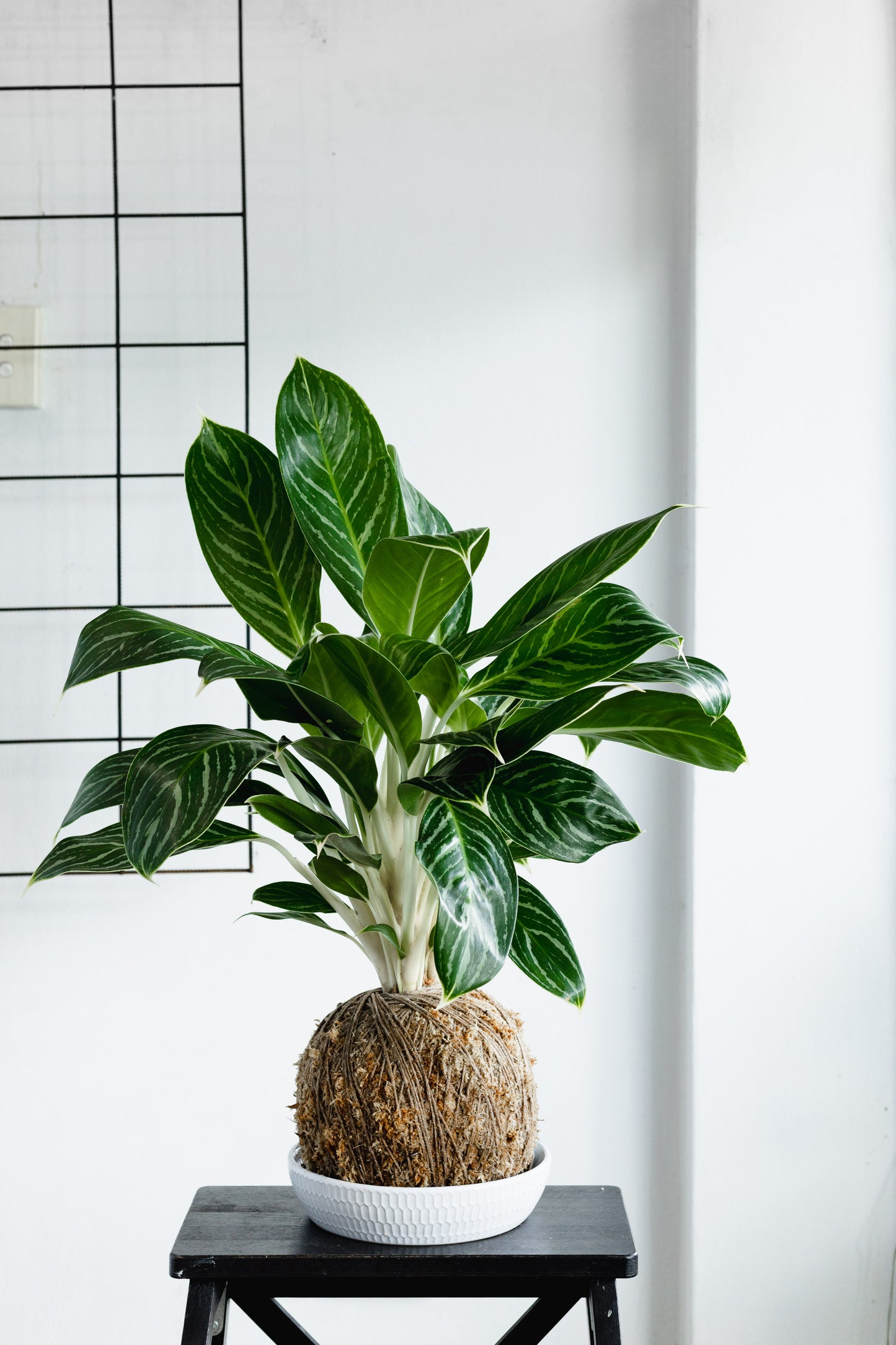 White tipped Kokedama