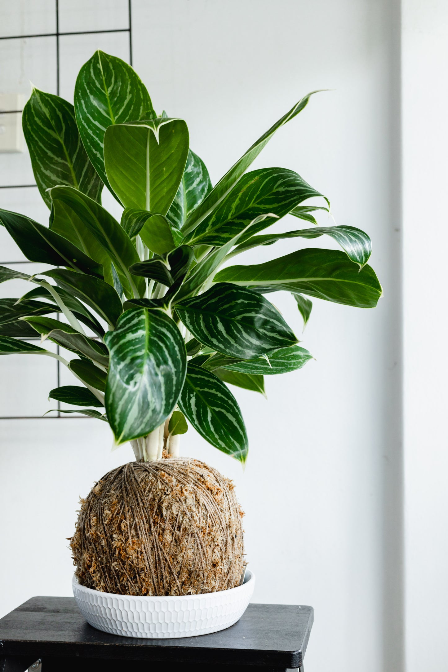 White tipped Kokedama